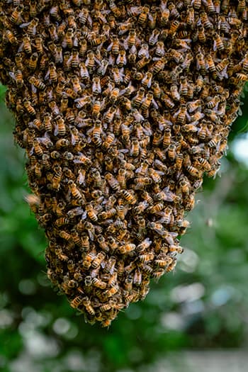 Bienenschwarm an einem Baum