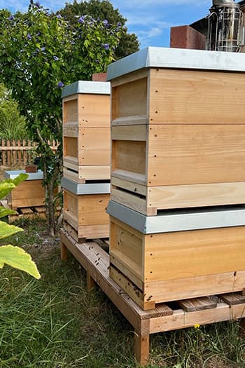 Teilen-und-Behandeln-Methode gegen Varroa