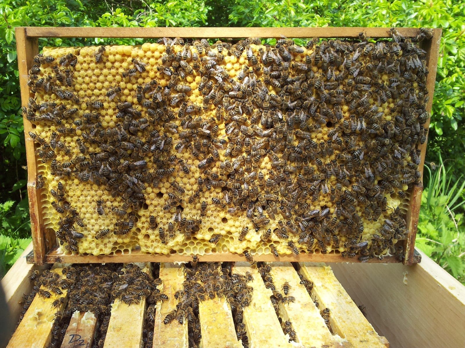 Bienen am Bienenstand der Düsseldorfer Stadtimkerei