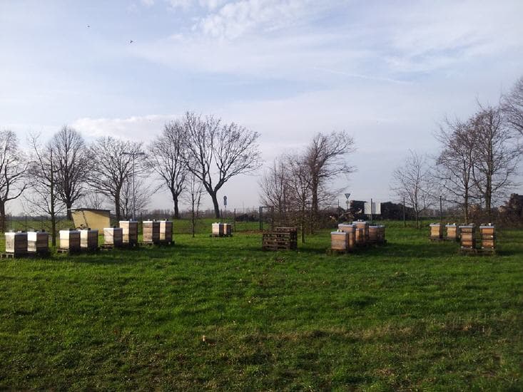 Bienenstand Düsseldorf-Hamm