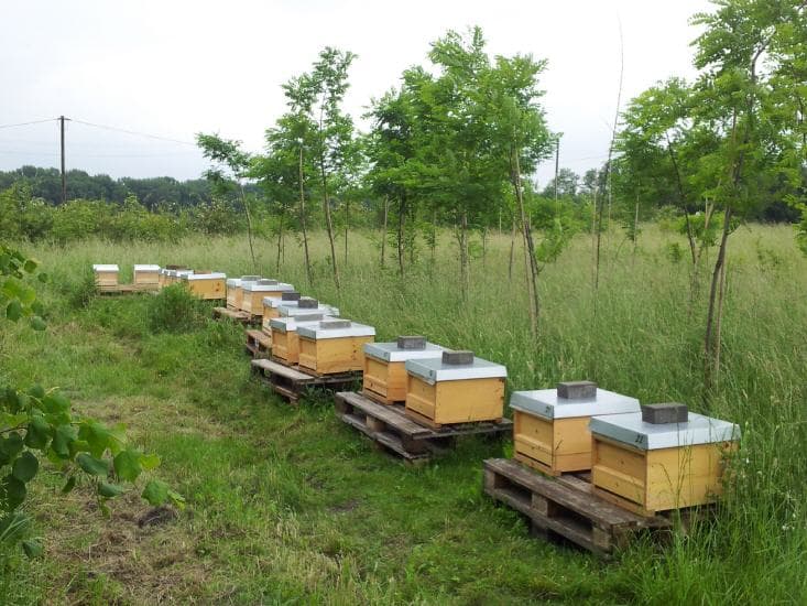 Bienen-Ableger am Rheinbogen