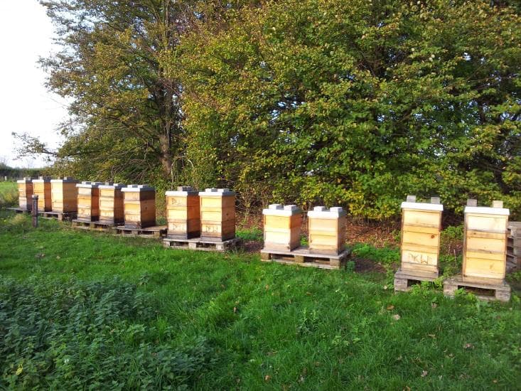 Bienenstand Rheinbogen, Saison 2014